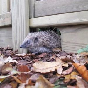 Hedgehog Friendly Gravel Board