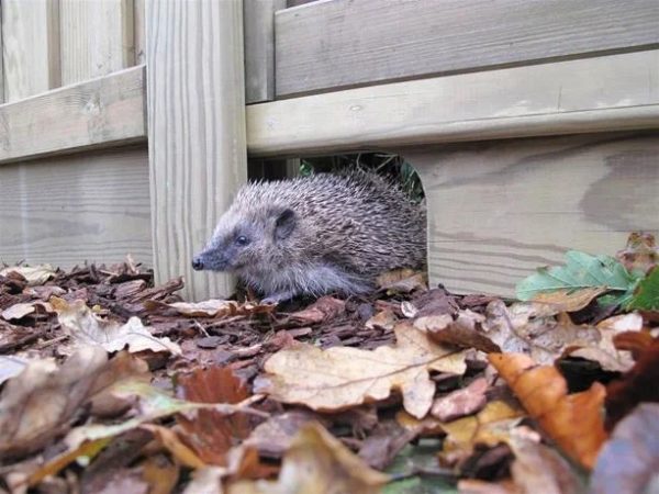 Hedgehog Friendly Gravel Board
